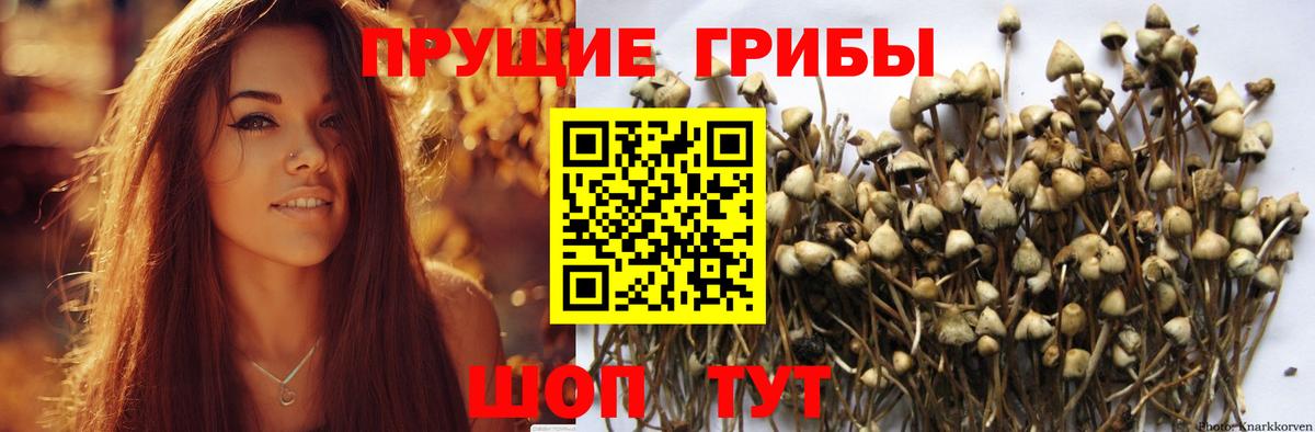 Галлюциногенные грибы GOLDEN TEACHER Топки